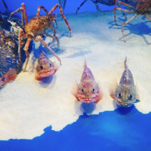 f:id:soosun:20170313194229j:plain f:id:soosun:20170313194229j:plain