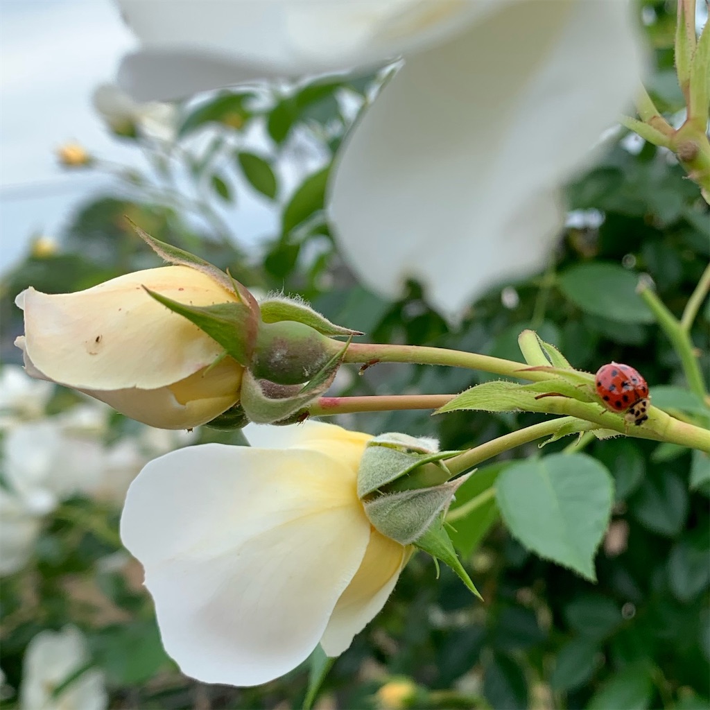 f:id:sop-masumi:20200528004205j:image
