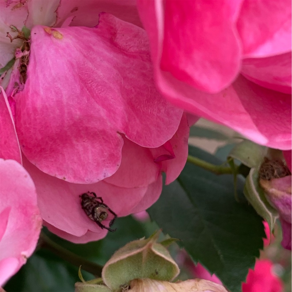 f:id:sop-masumi:20200528004620j:image