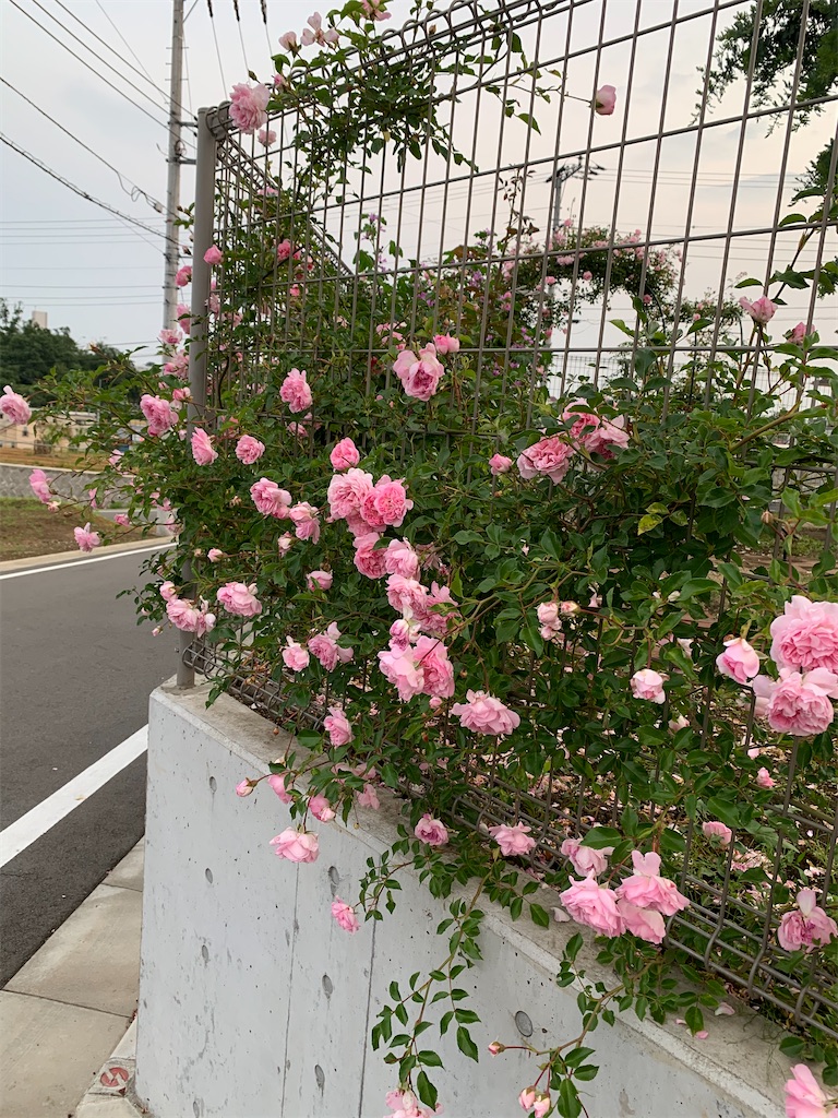 f:id:sop-masumi:20200604143632j:image
