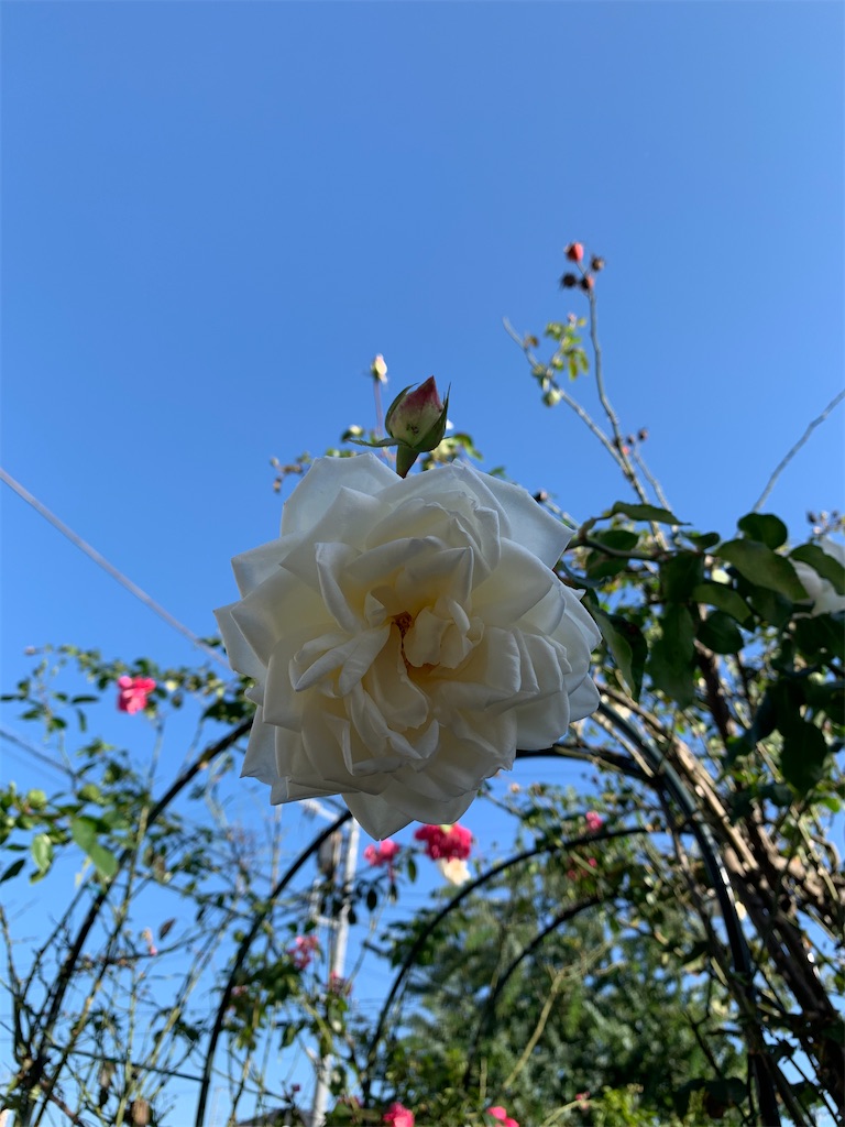 f:id:sop-masumi:20201122133405j:image