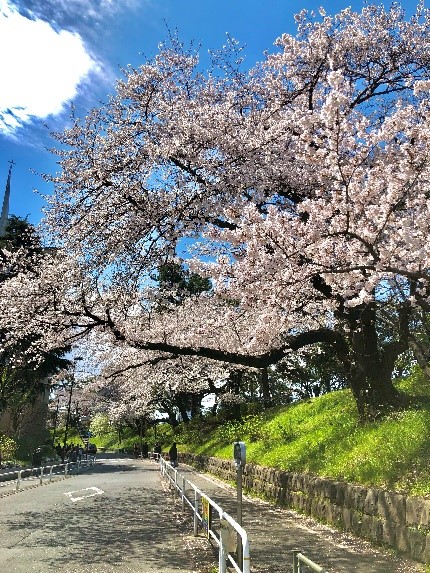 f:id:sophia-law4:20200422232900j:plain f:id:sophia-law4:20200422232900j:plain