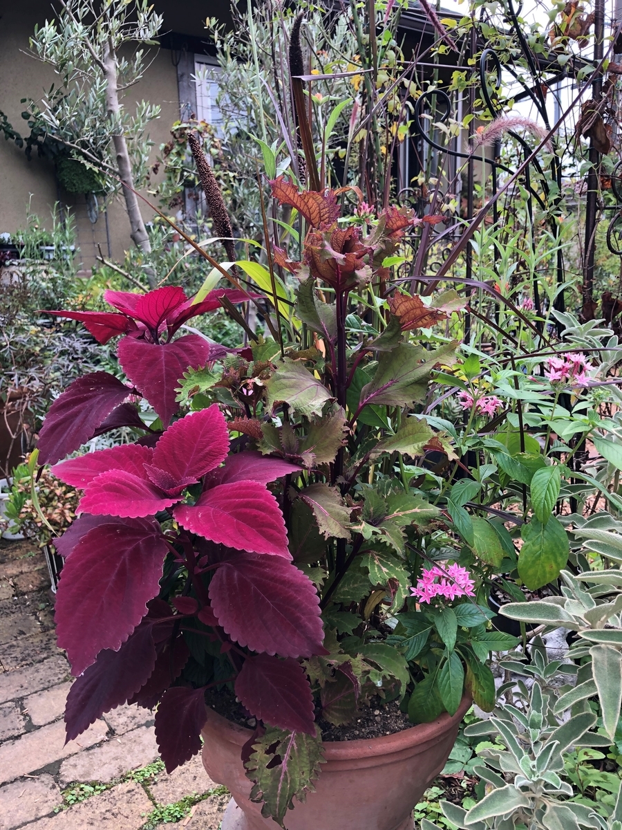 Sophysgarden S Blog