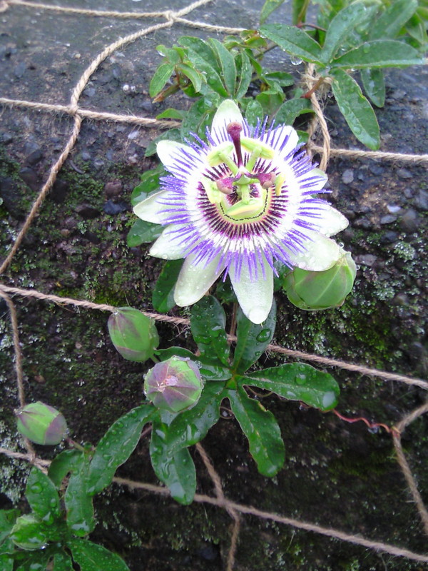 f:id:sora-an:20100520142100j:image f:id:sora-an:20100520142100j:image