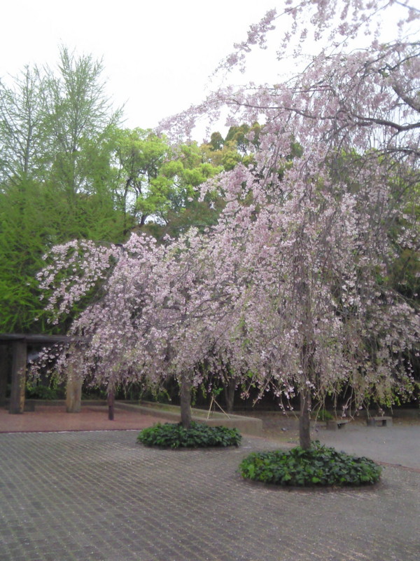 f:id:sora-an:20120417160200j:image f:id:sora-an:20120417160200j:image