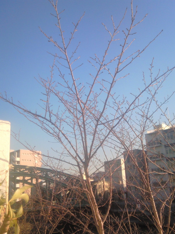 f:id:sora-an:20121227151100j:image