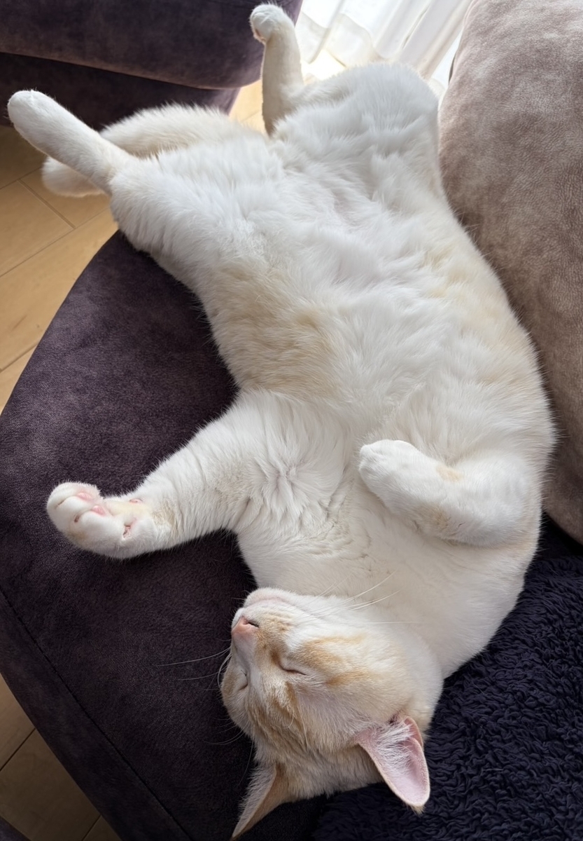脱力する猫の様子