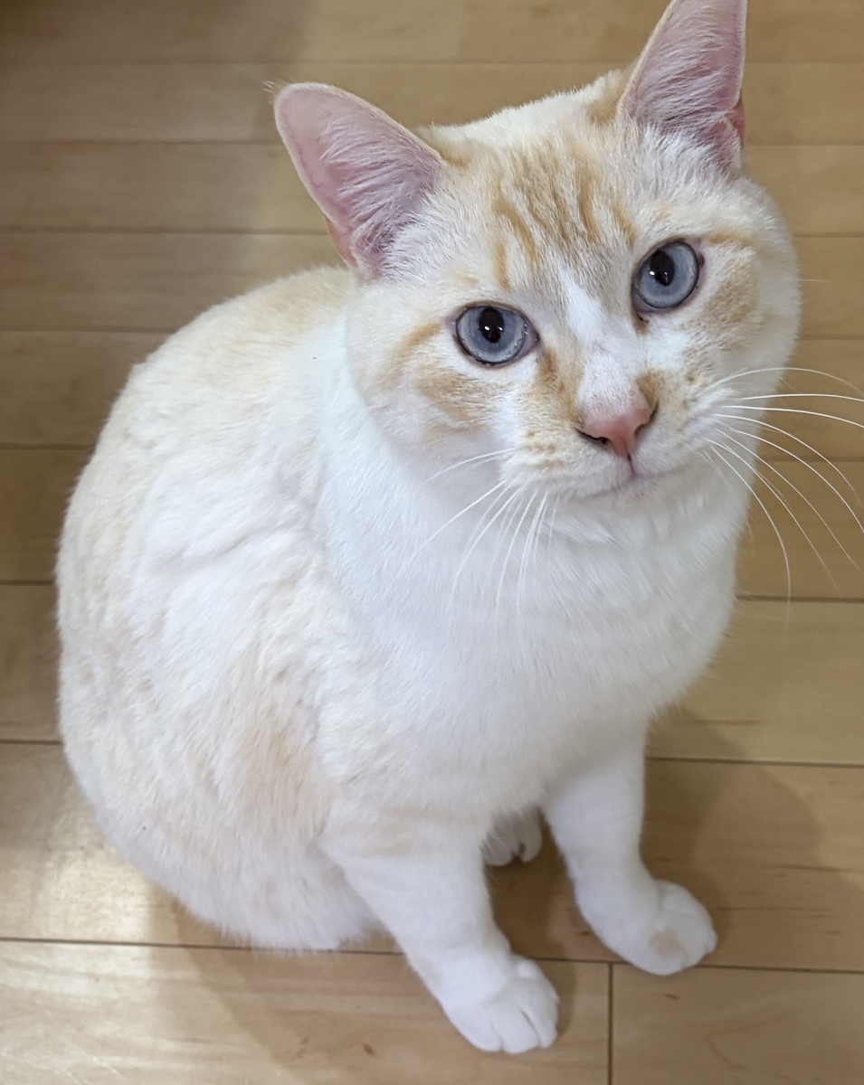 カメラを見つめる猫