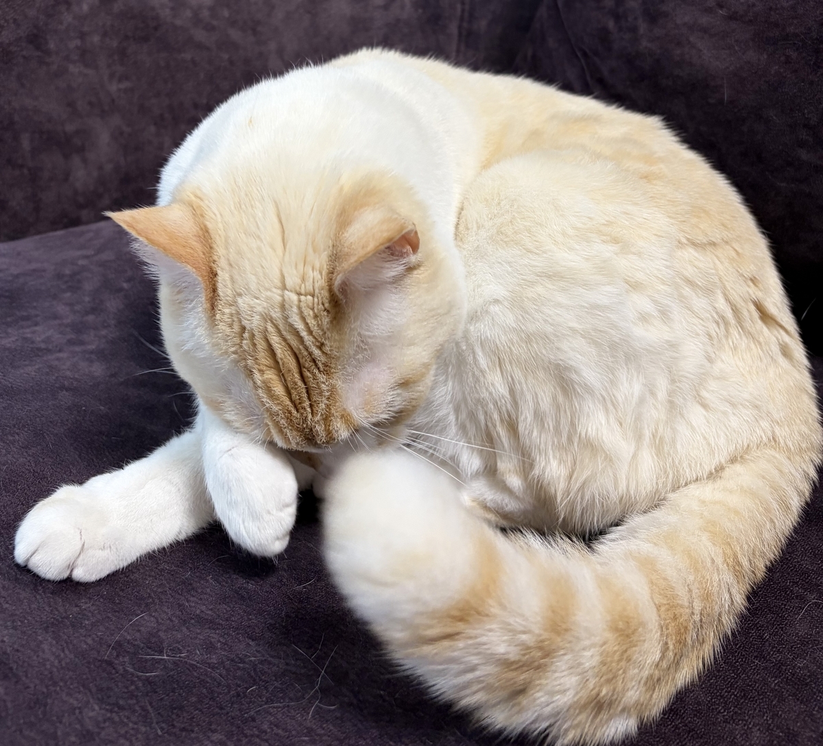 真剣に毛づくろいする猫