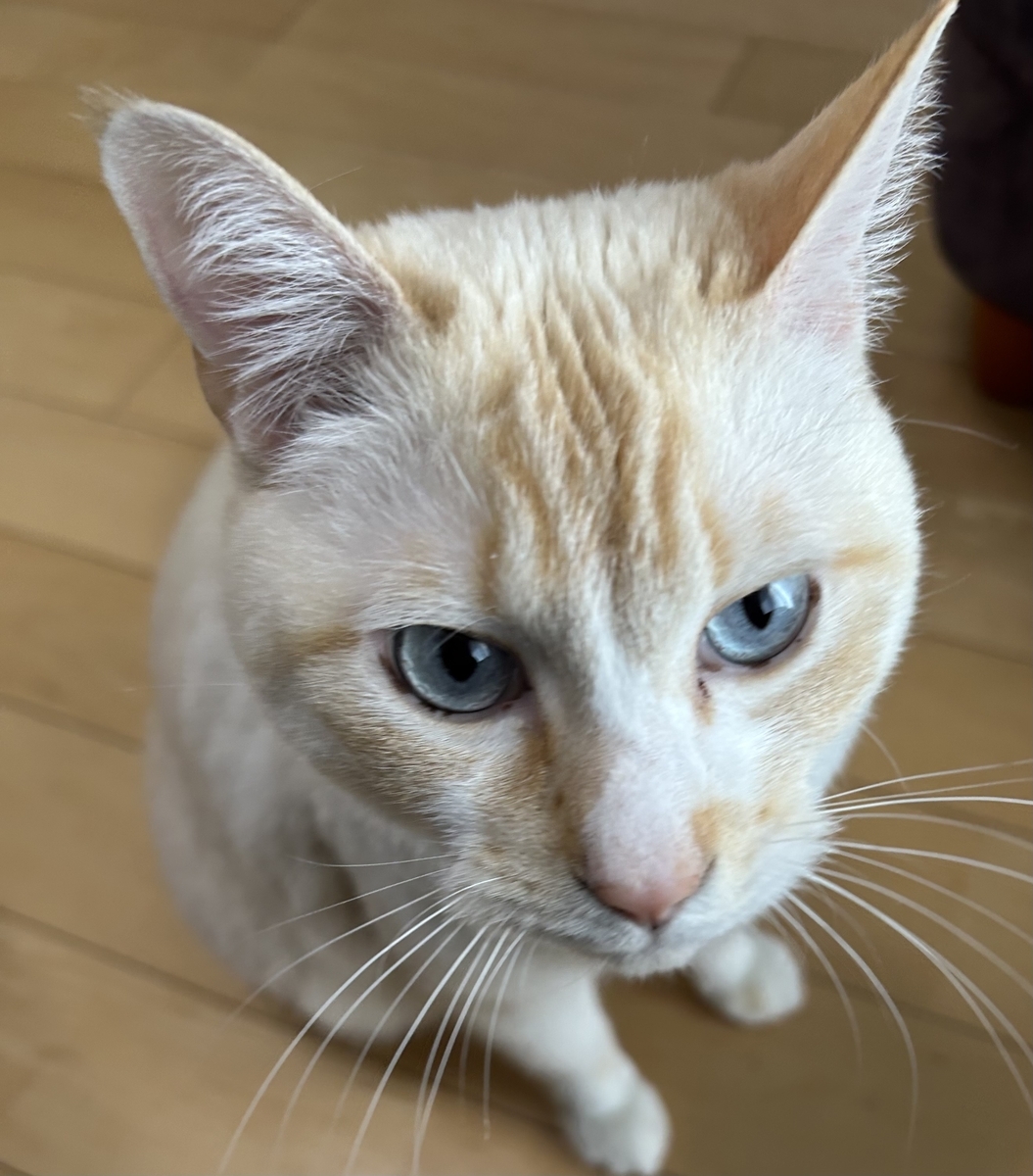 愛猫のプロフィール画像