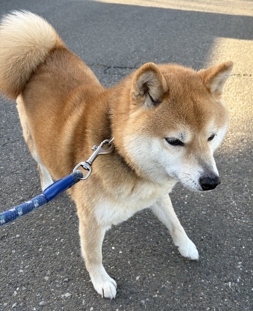 グレーチングを警戒する犬