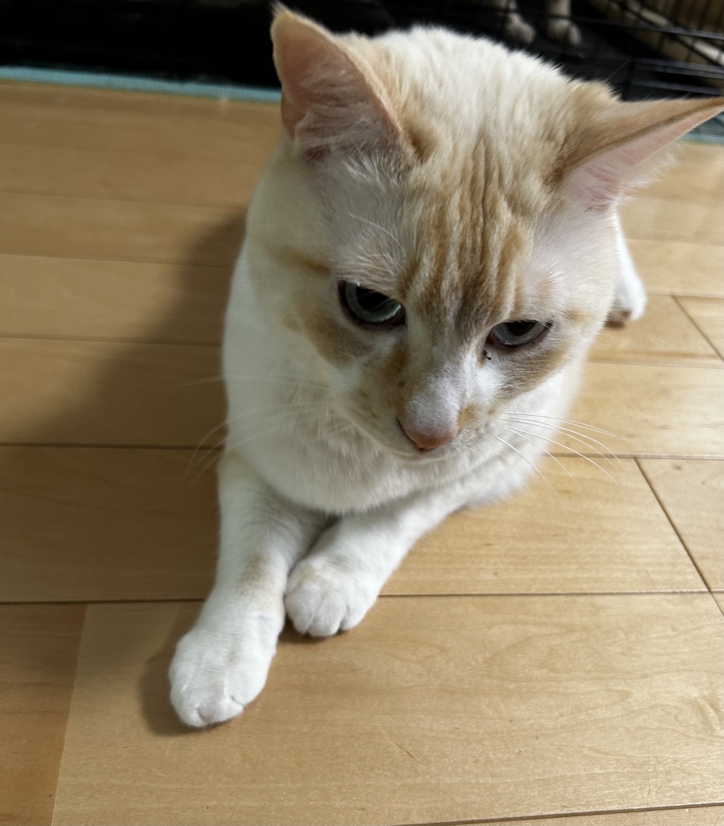 遊び疲れて横たわる猫