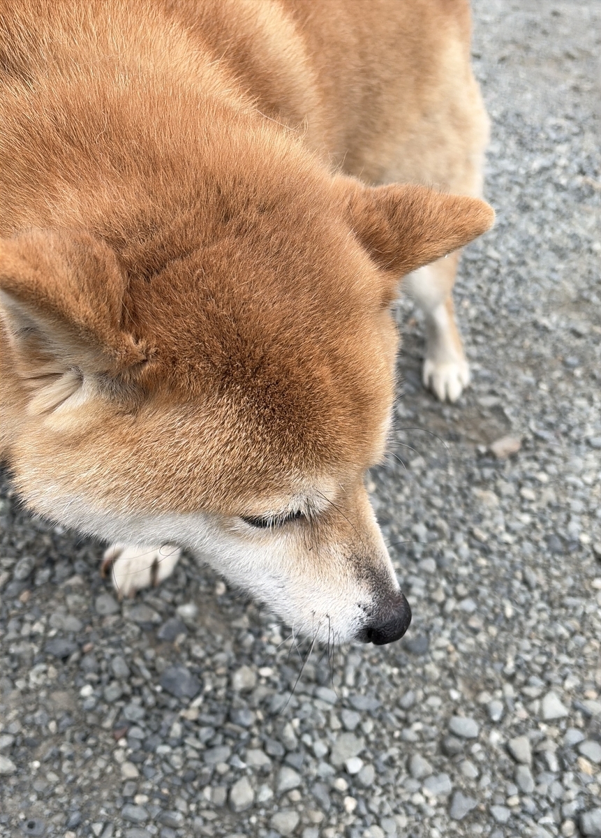 地面をクンクンするポメ柴