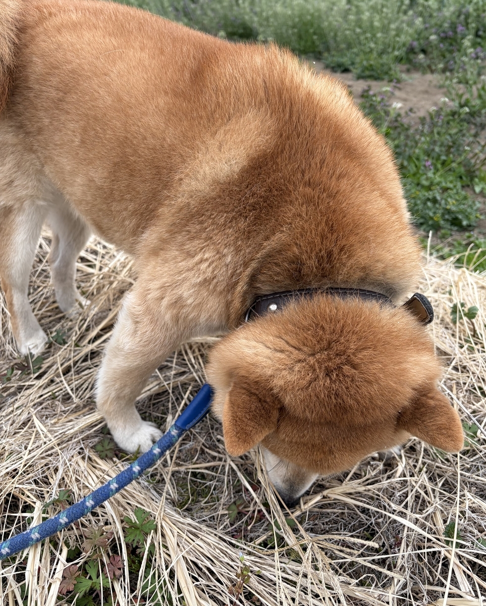 春を待つ表情の犬