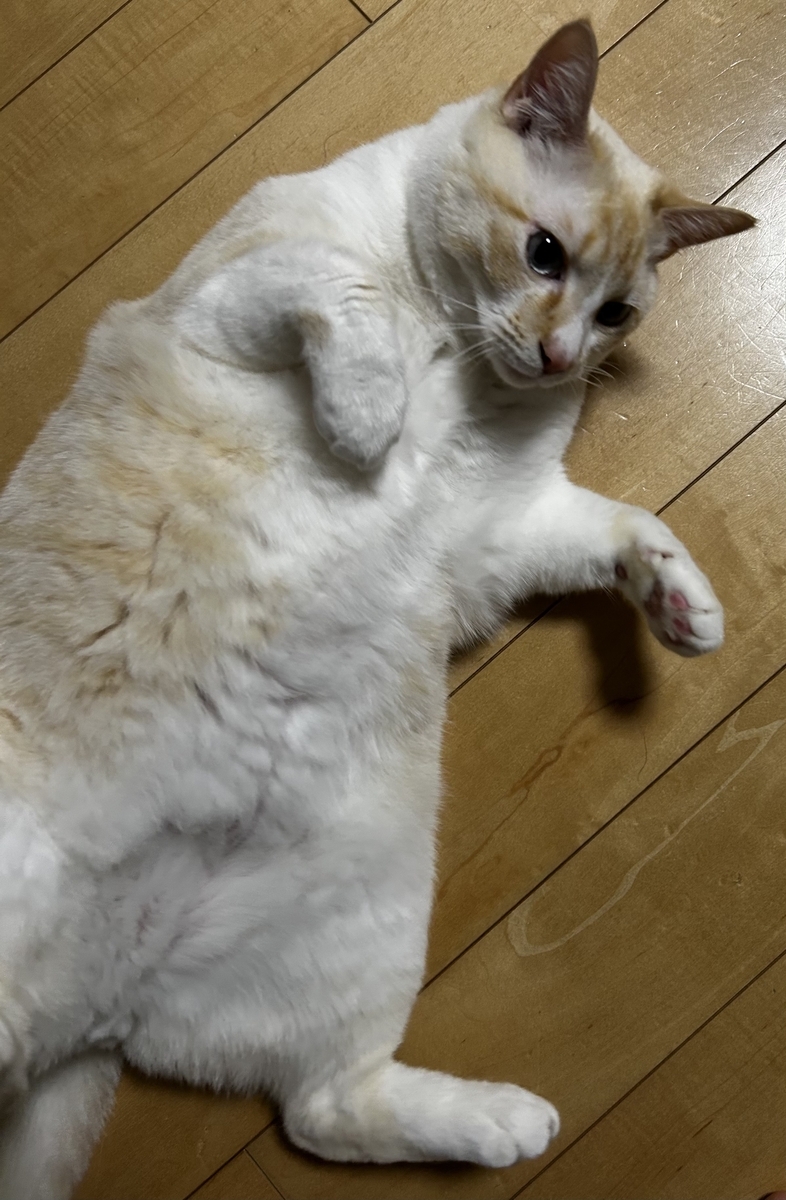 フローリングと一体化する猫