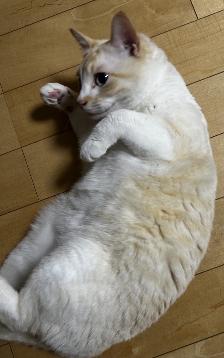 リラックスする猫の姿