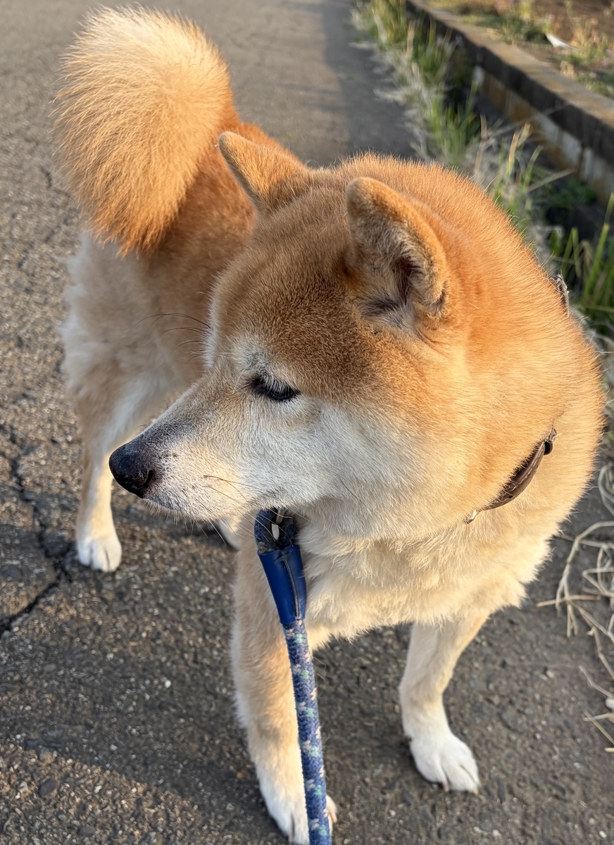遠くを見つめて物思いにふけるボク