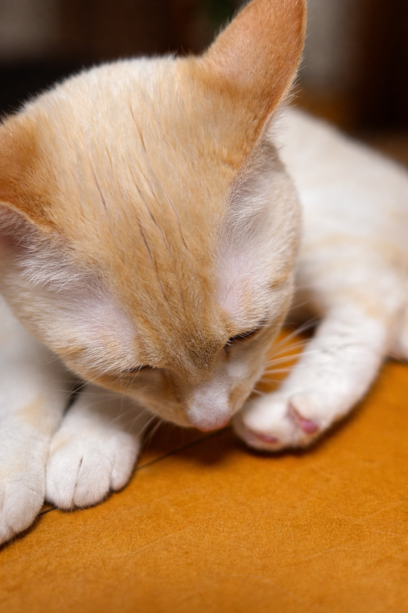 靴下を守る猫