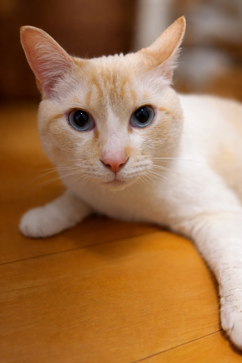 虚無の猫
