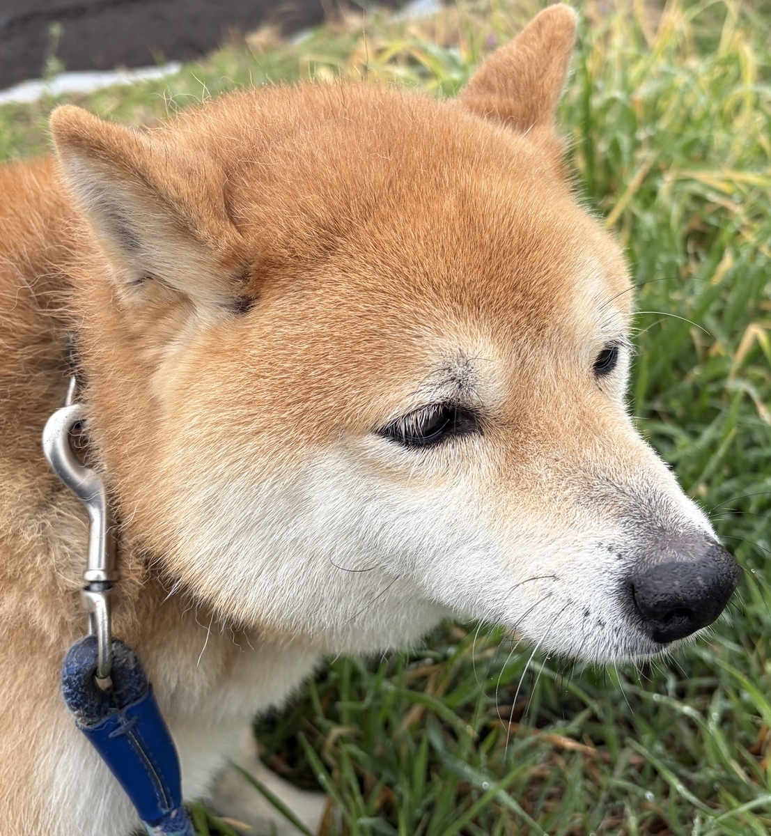パパをじっと見上げるボク
