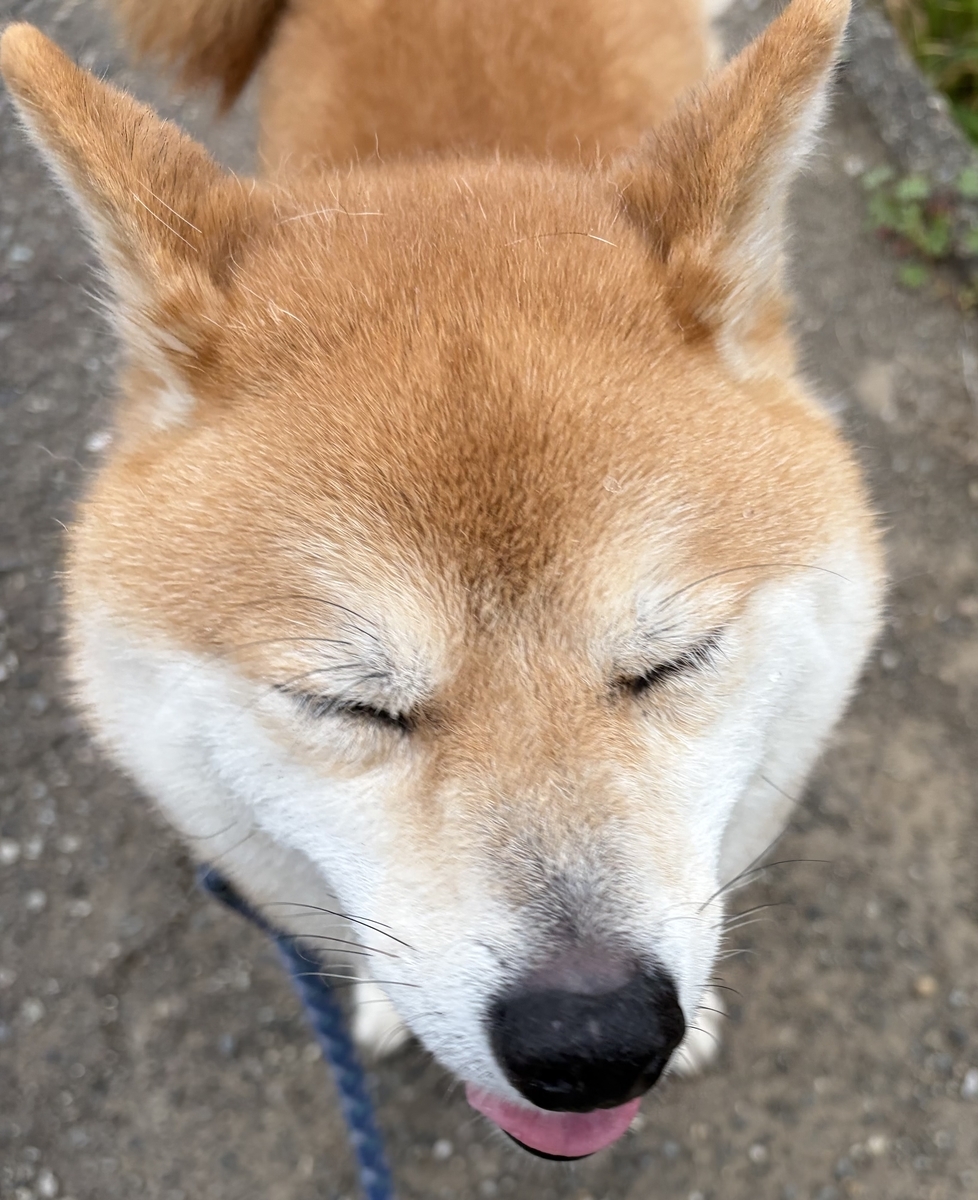 大きなあくびをするボク