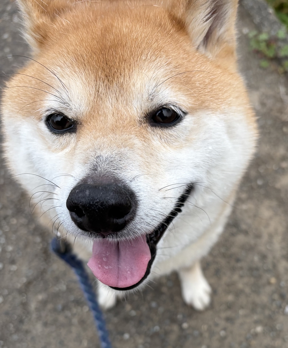クンクンと匂いを嗅ぐボク