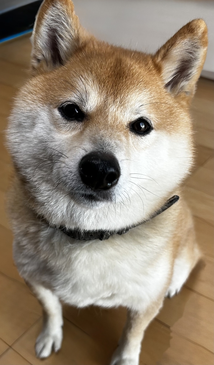 完璧なおすわりを決めるボク