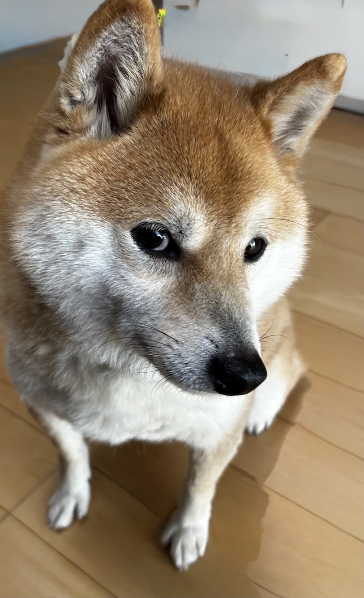 ビスケットの匂いに集中するボク