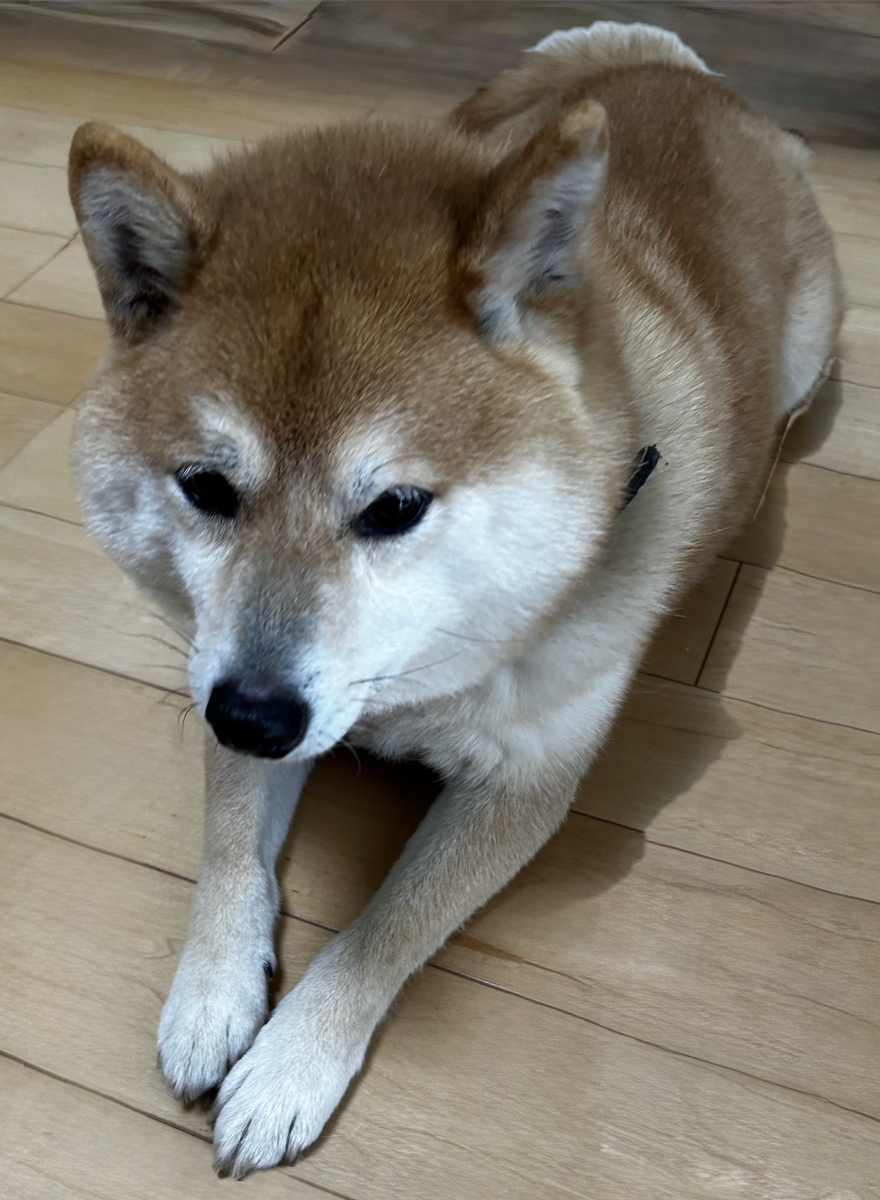 床に伏せてパパを観察するボク