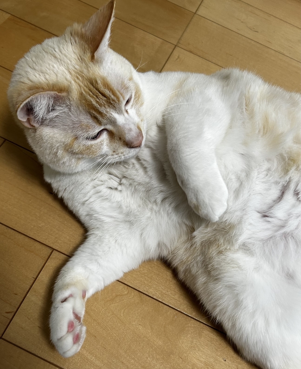 動きたくない猫