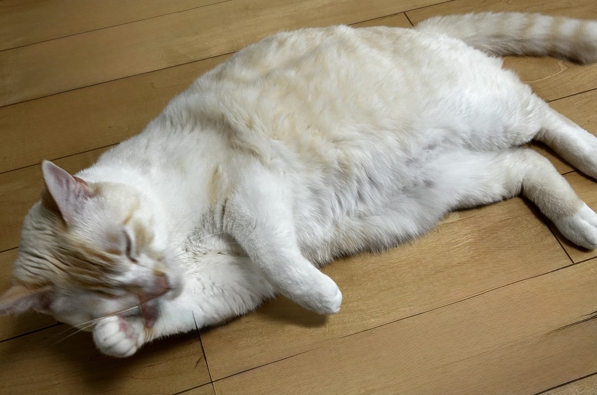 大あくびをする猫