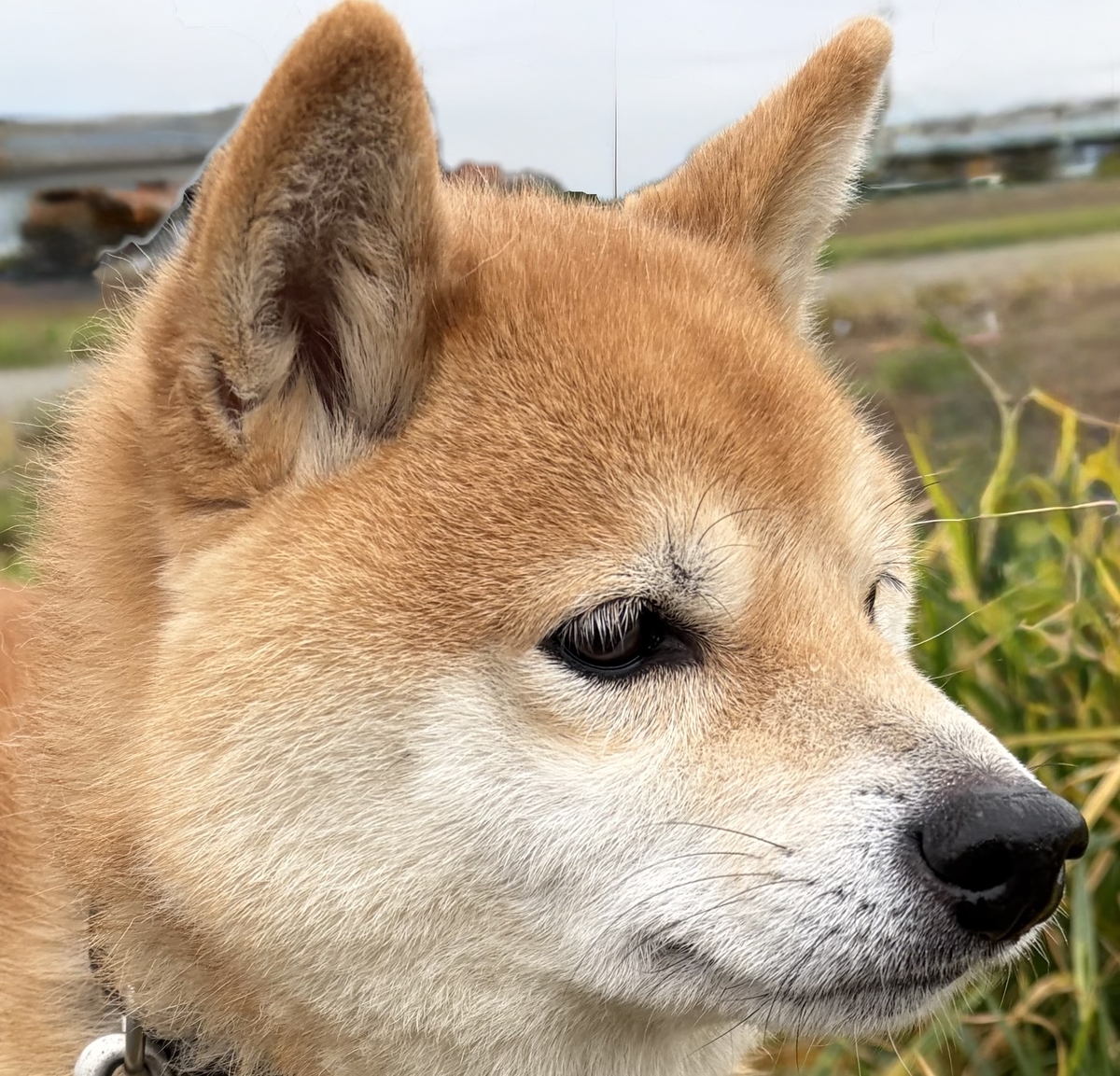 凛々しい横顔のボク