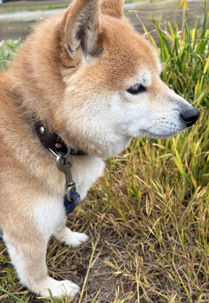 草むらを調査するボク