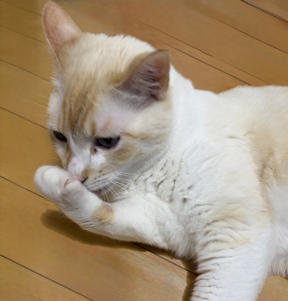 真剣な表情で毛繕い