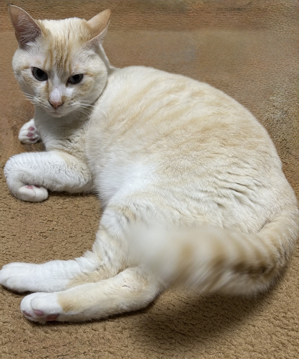 見つめる猫