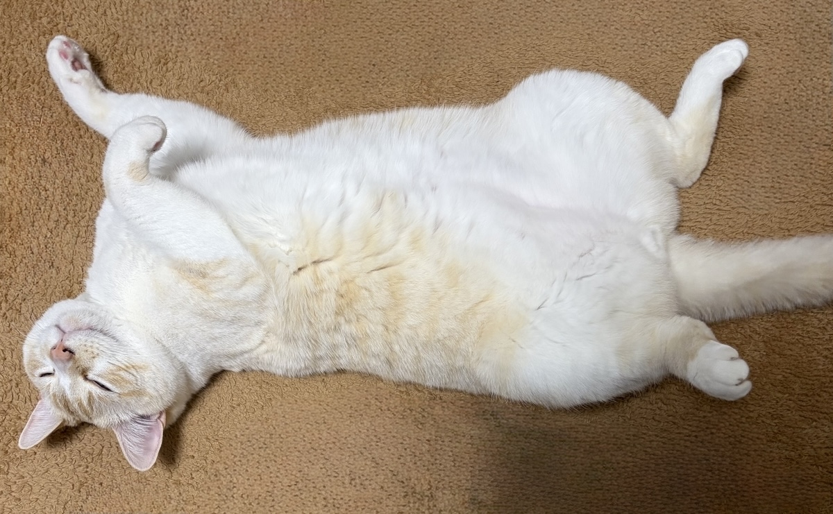 ヘソ天する猫のアップ