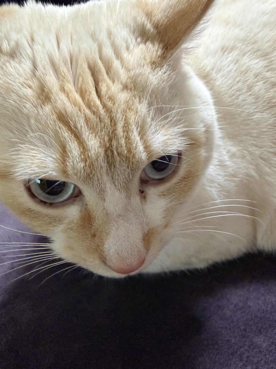 甘える猫の様子