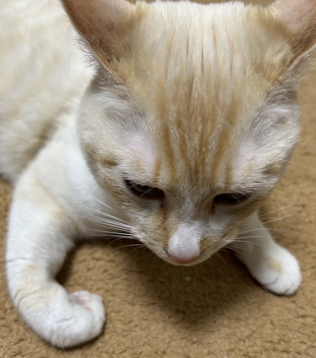 毛並みが綺麗な猫