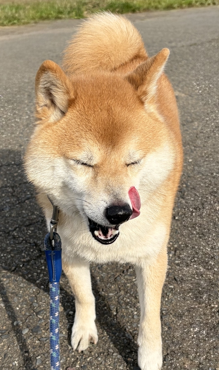 舌を出す犬