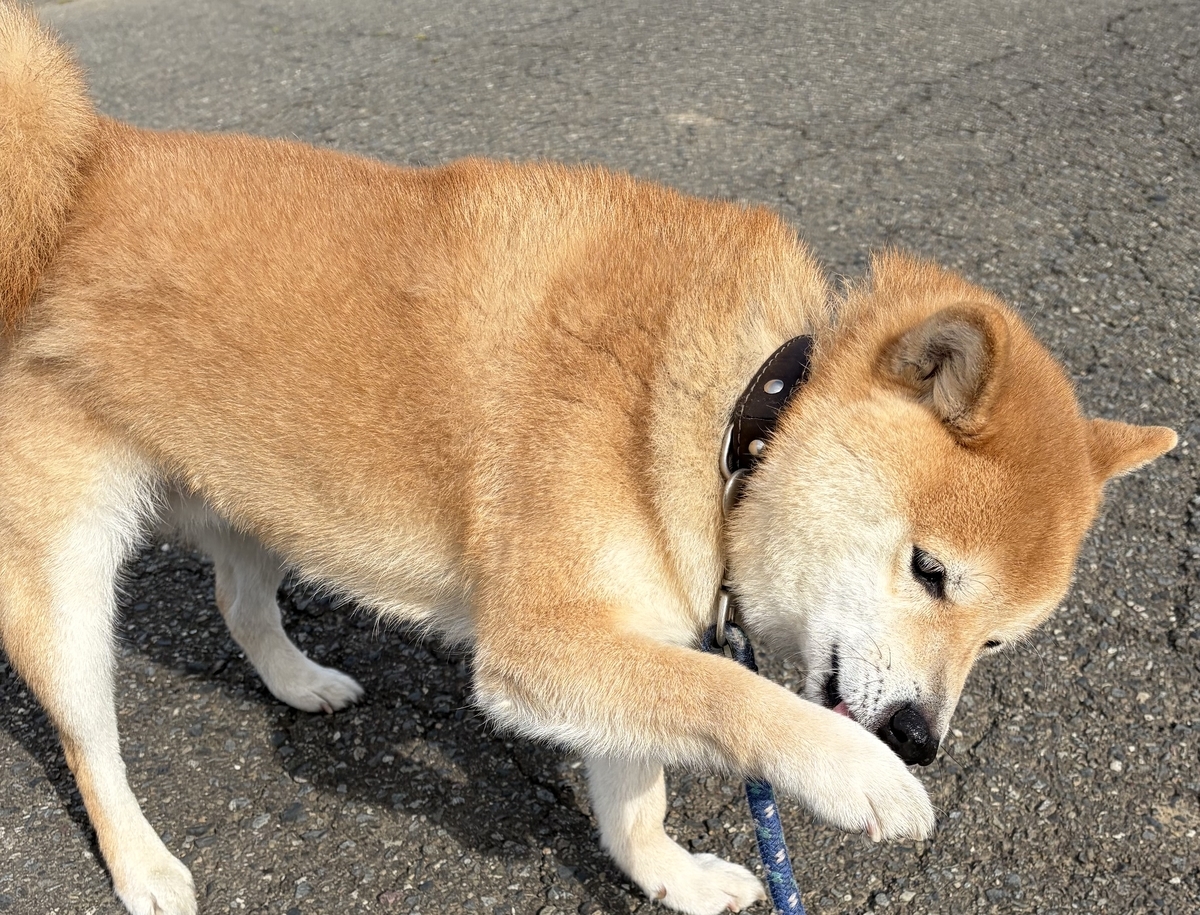 期待に満ちた表情の犬