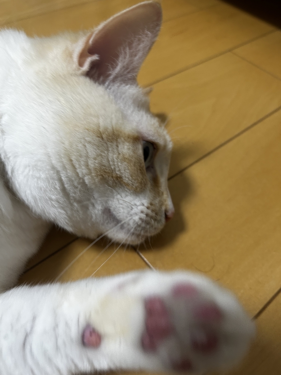 パパを見つめる猫