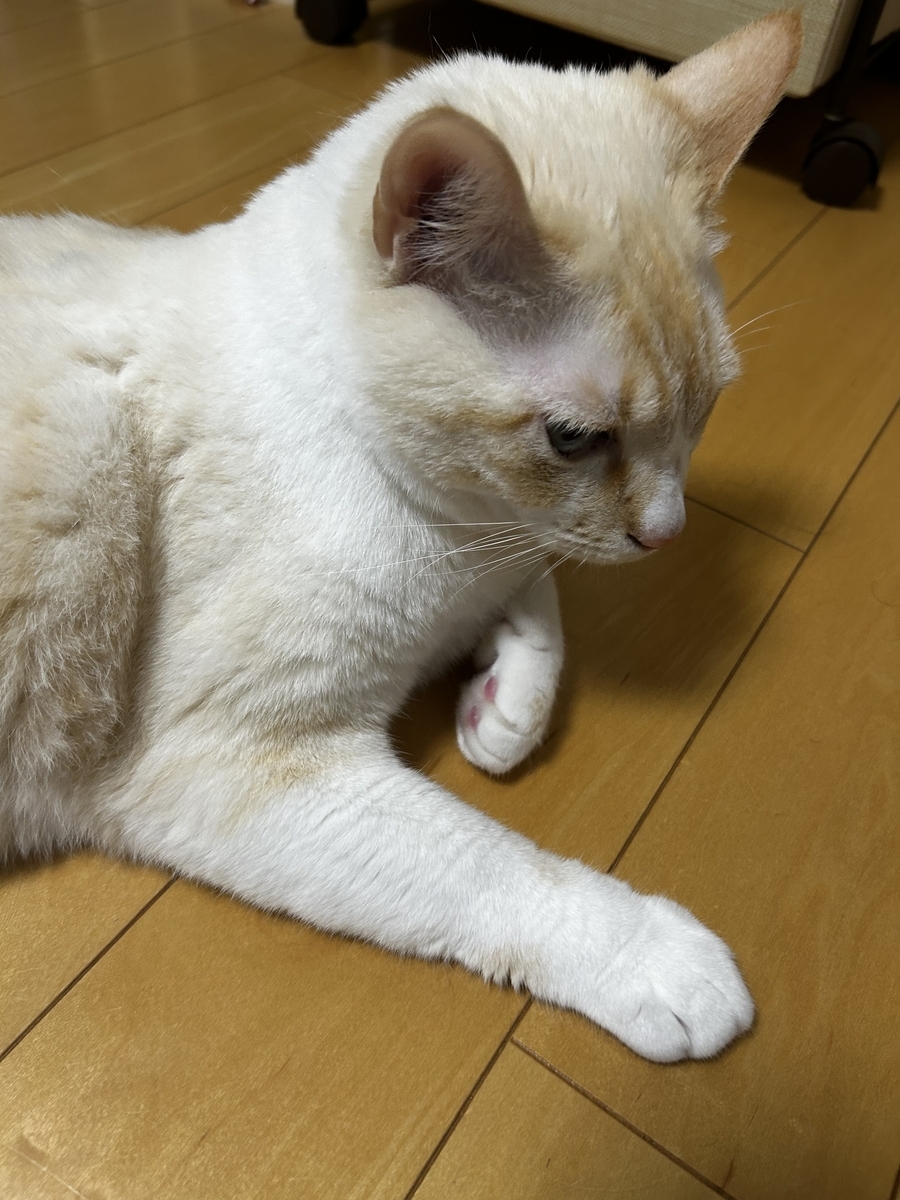 毛づくろい中の猫