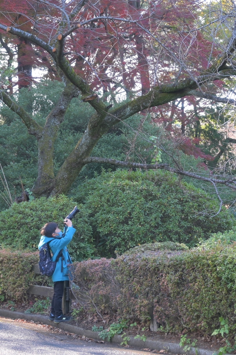 f:id:sora101064:20201213163819j:plain