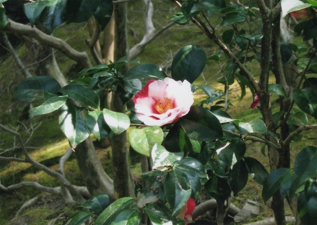 f:id:sora1045:20200725212906j:image f:id:sora1045:20200725212906j:image