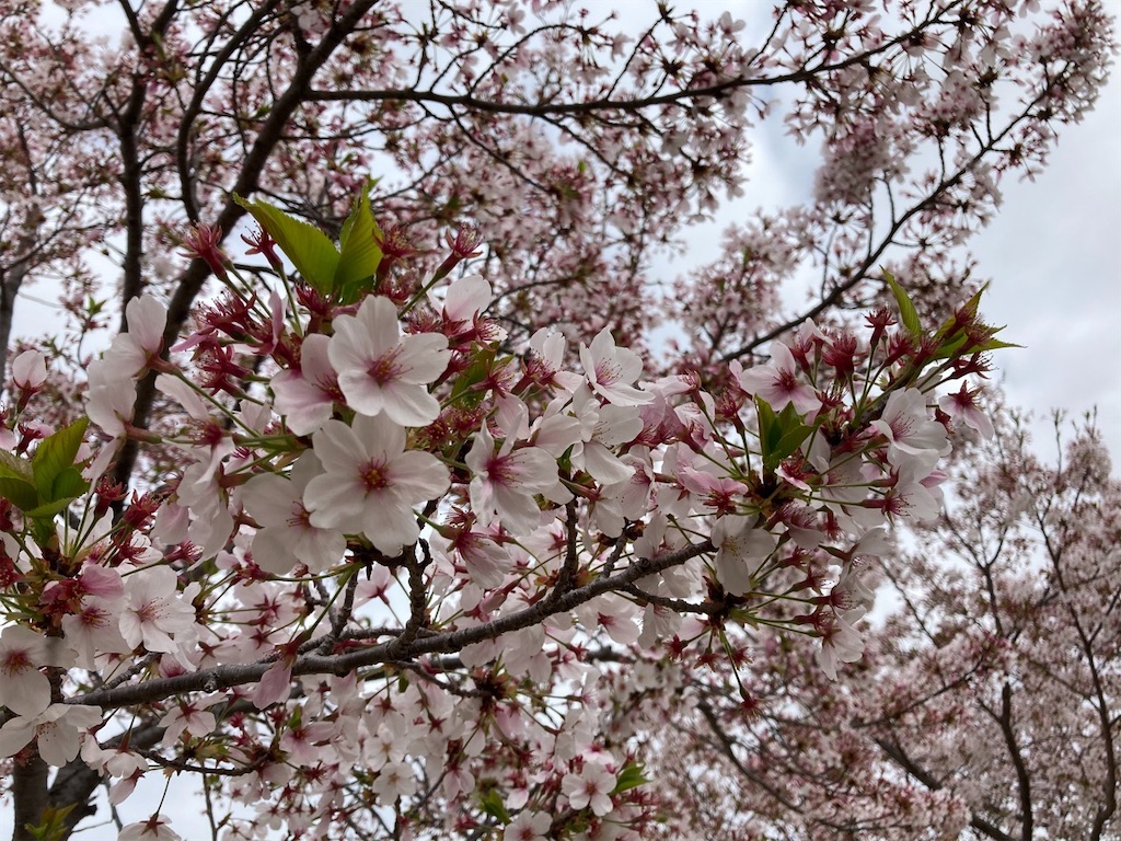 f:id:sora1045:20210412212642j:image