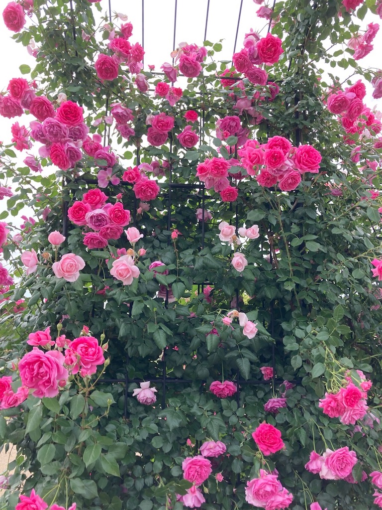 f:id:sora1045:20220628105640j:image