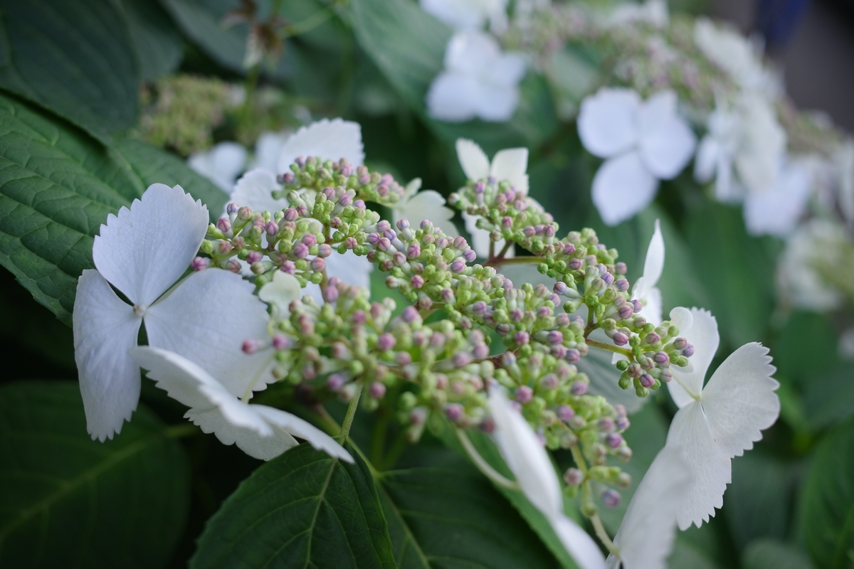 紫陽花 その花言葉は・・・移り気 - 気になったので、撮ってみた。