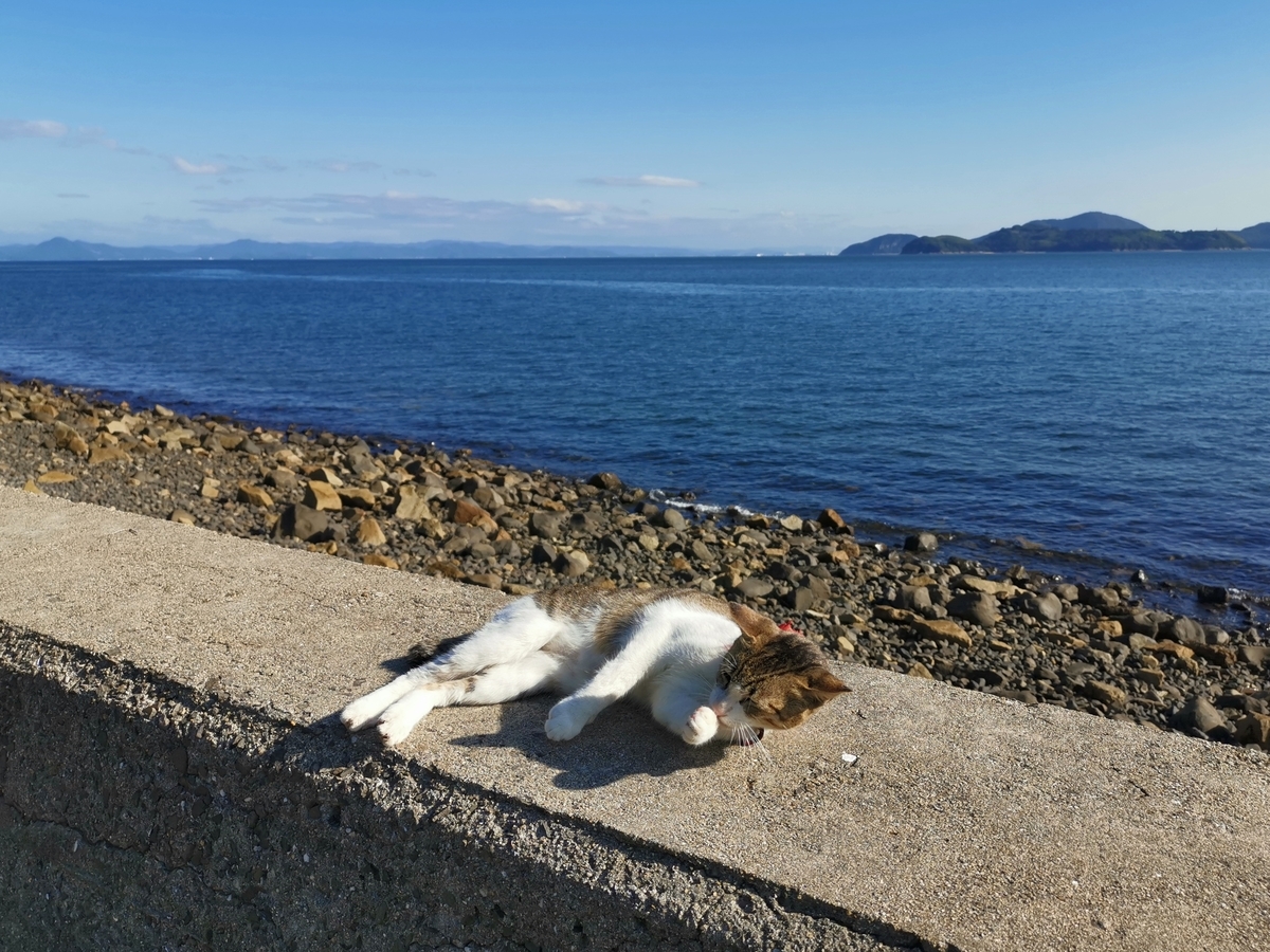 海とネコ