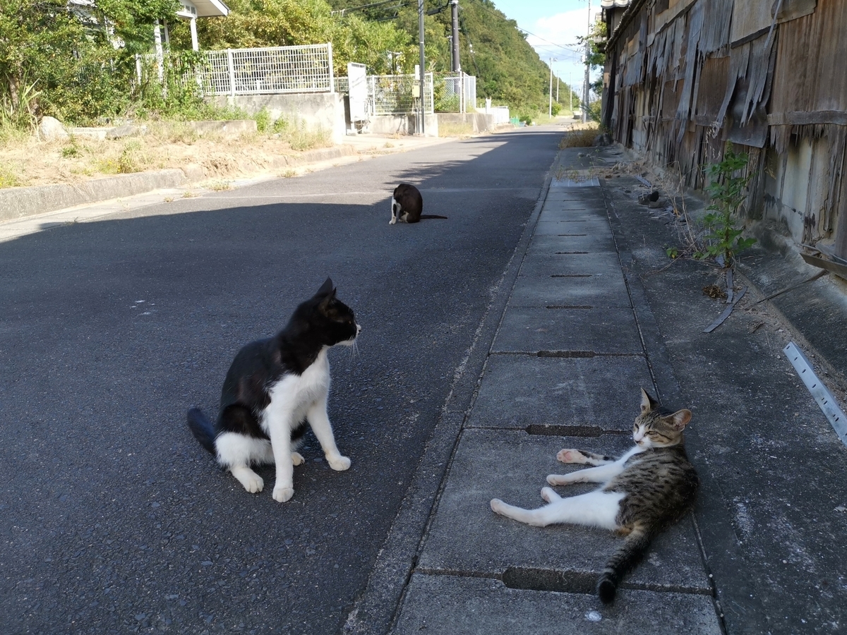 佐柳島　ネコ