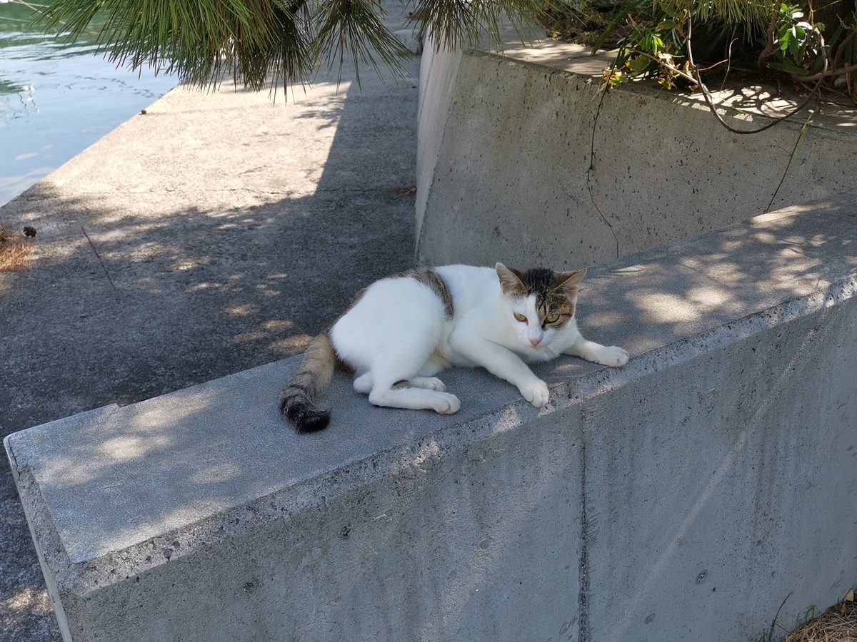 佐柳島　ネコ